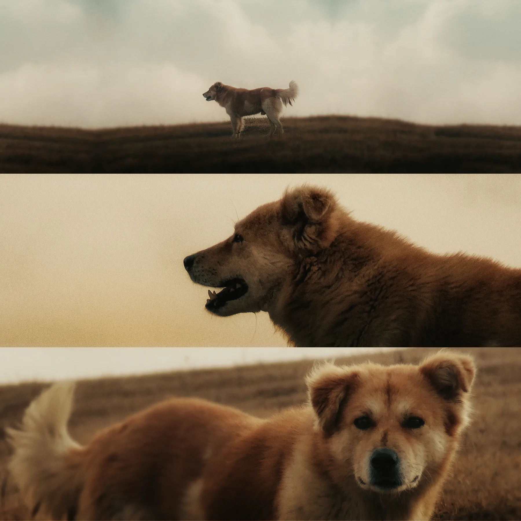Triptych of a stray dog on the hillside outside Iewduh — wide profile, side-portrait, looking at the camera